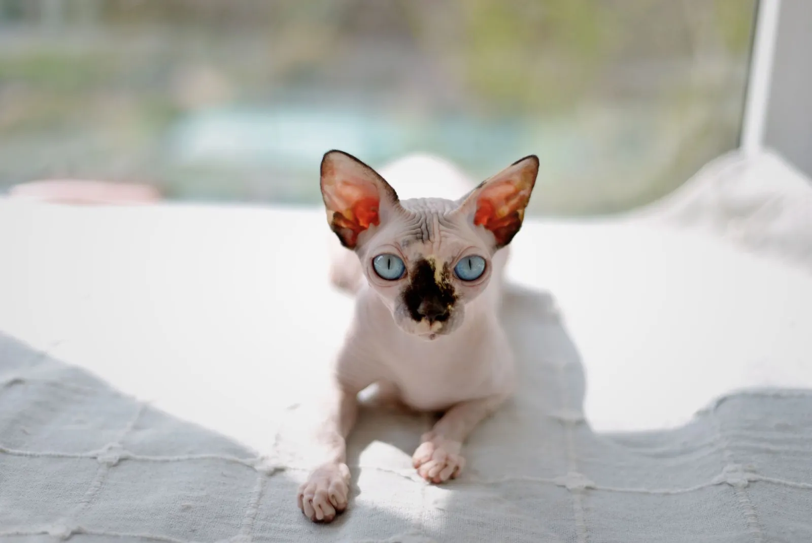 Il gatto senza pelo è affettuoso?