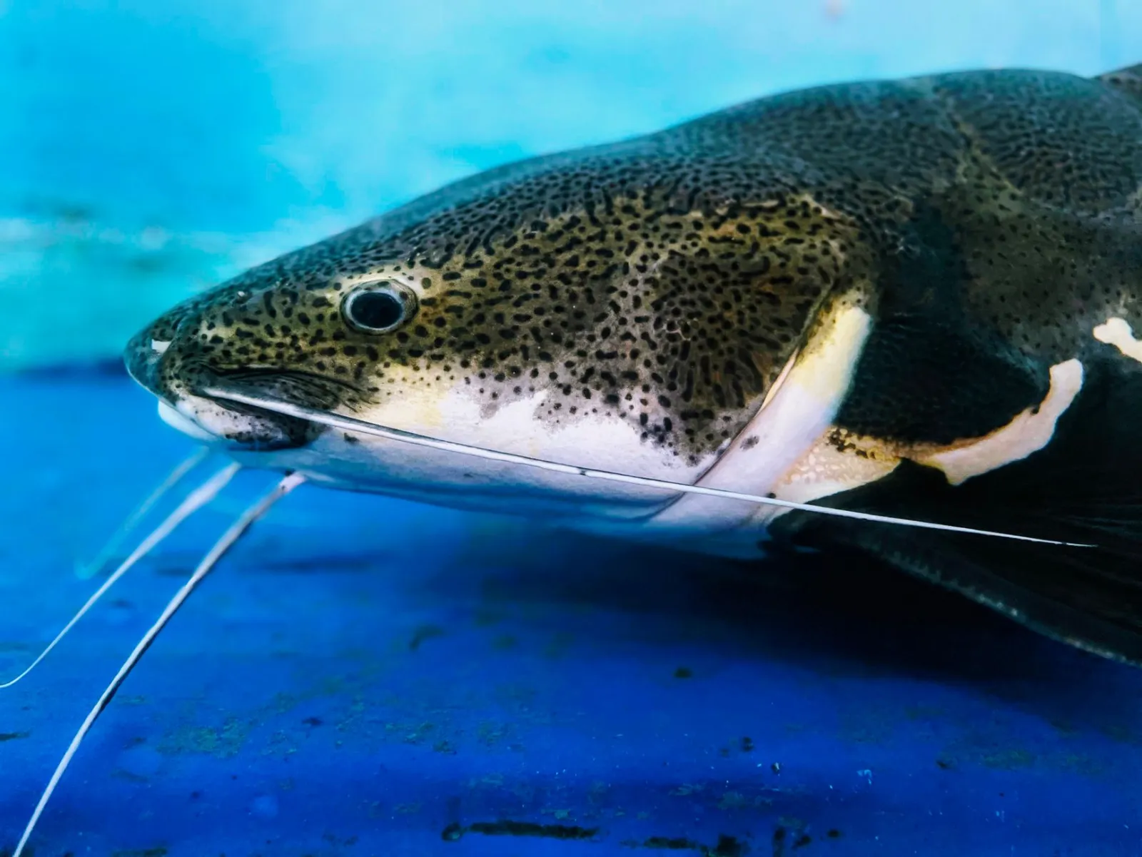 pesce gatto sott'acqua nel fiume