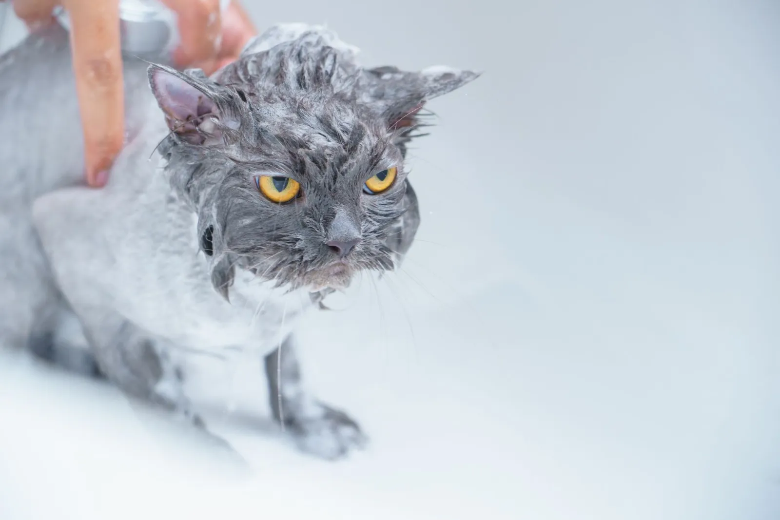 Come lavare un gatto per la prima volta?
