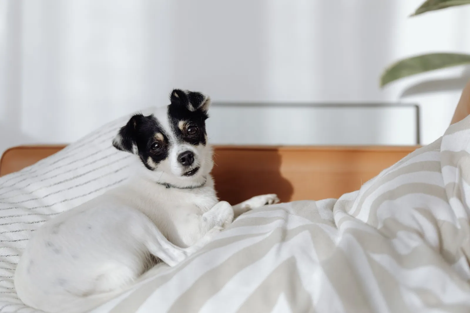 cuccia per cani