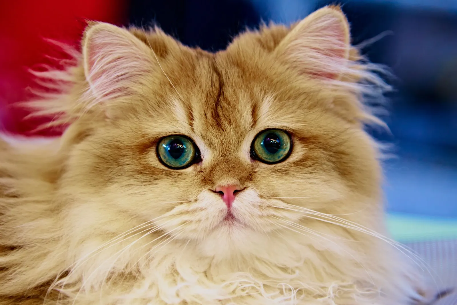Miglior gatto: come scegliere la razza ideale