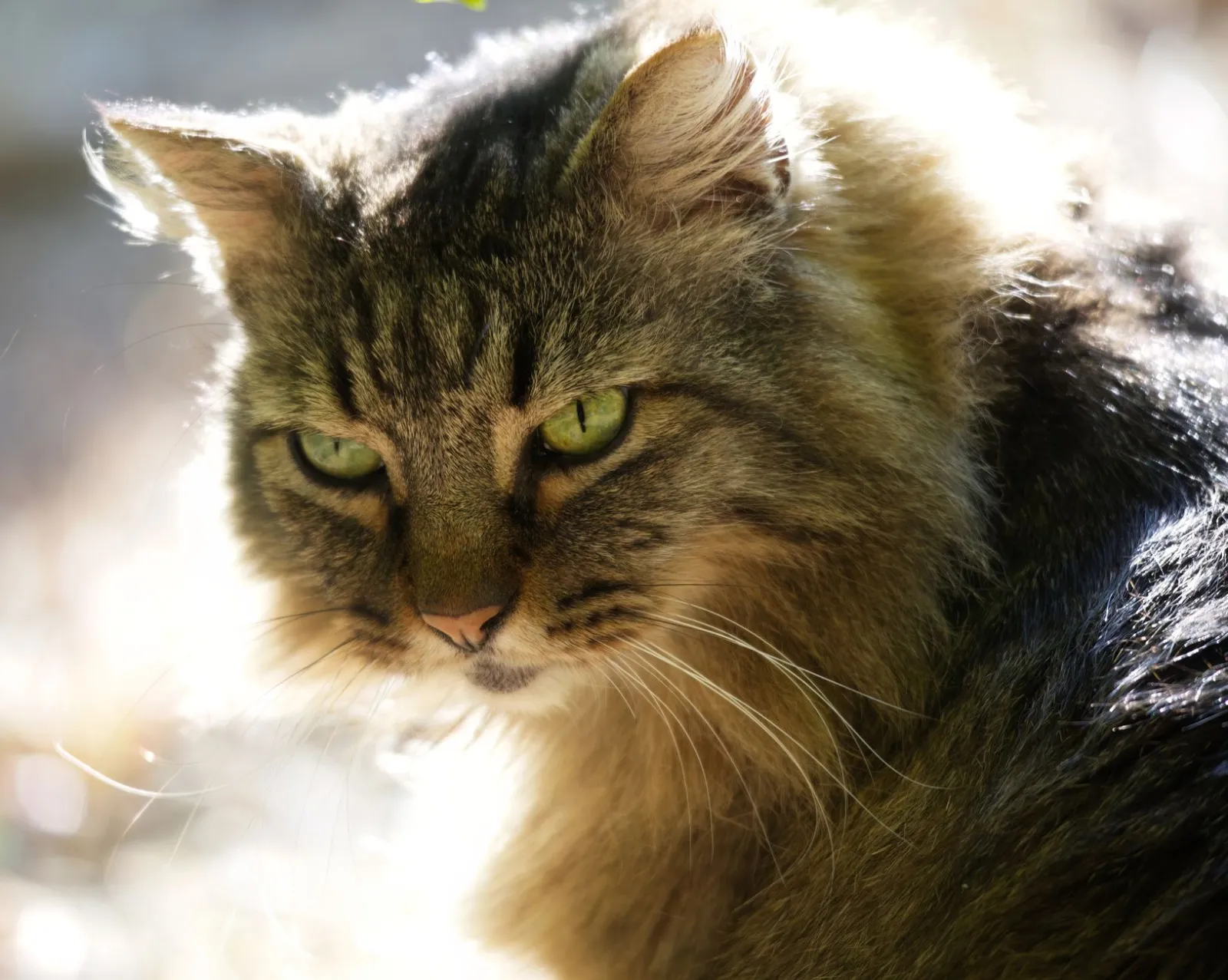I Maine Coon sono affettuosi?