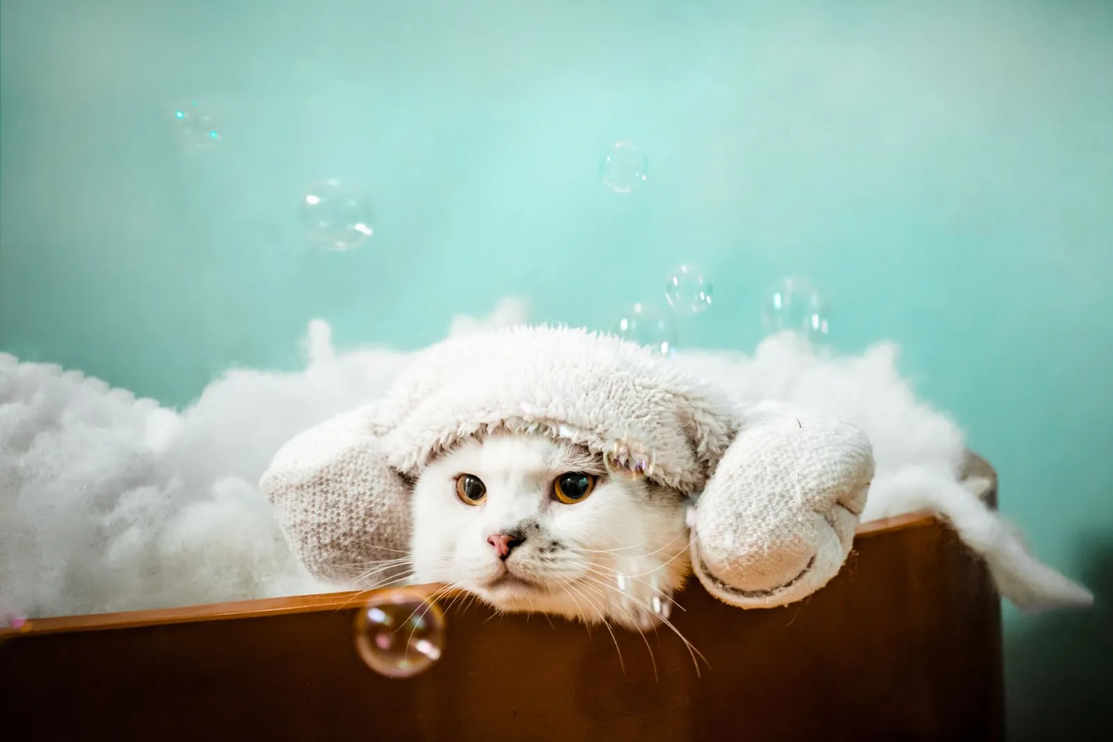 Come lavare un gatto senza farsi graffiare?