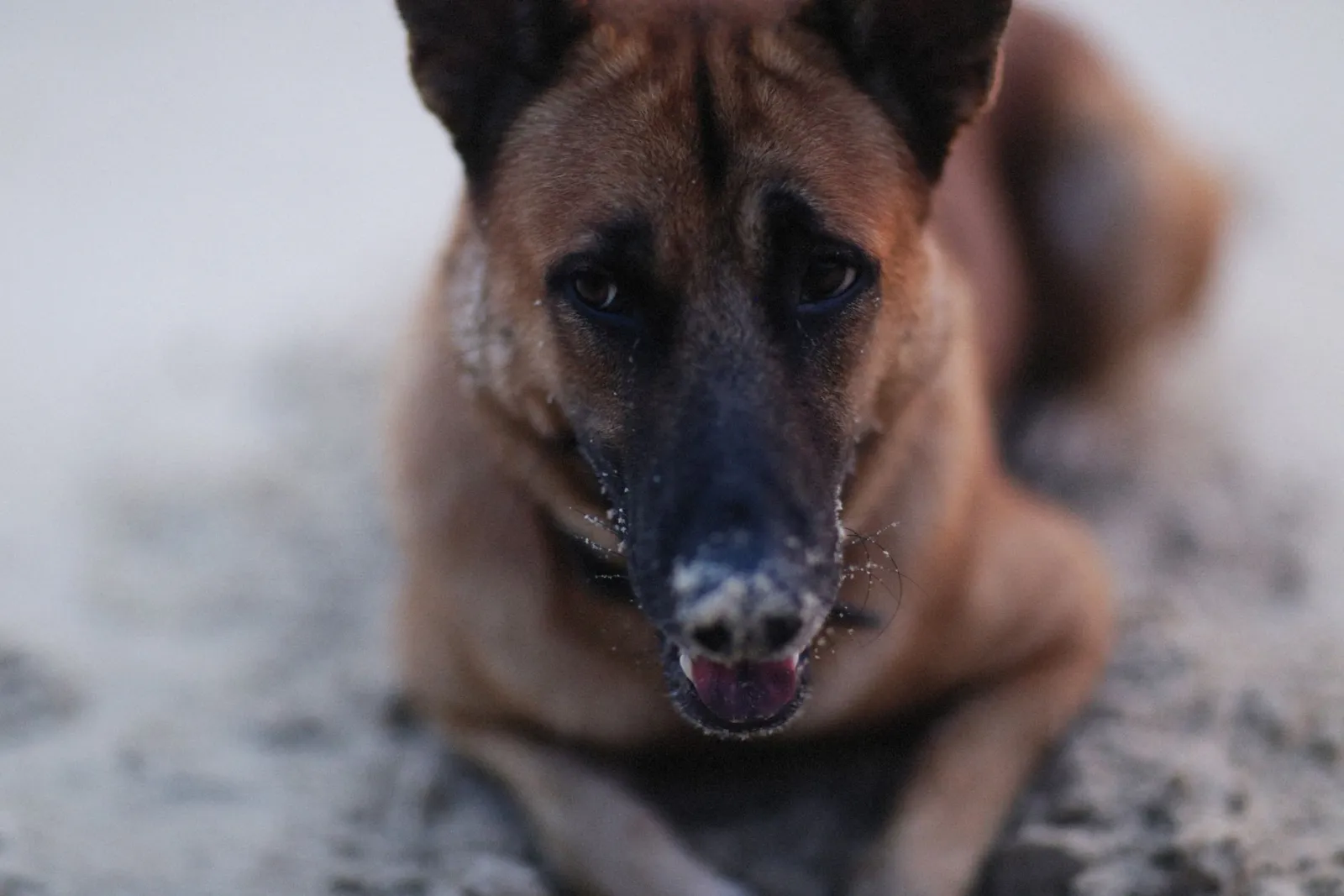 Ritratto di cane Malinois belga