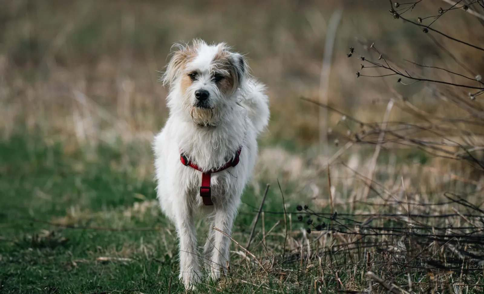 cane meticcio