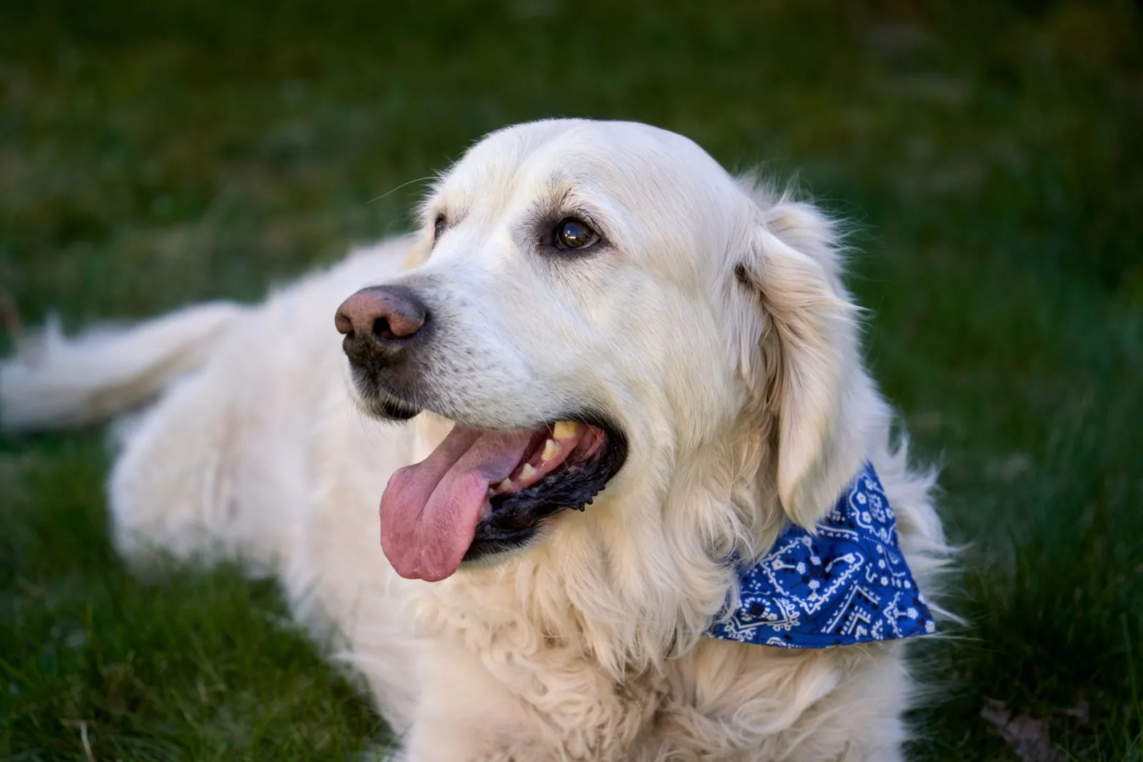 ritratto di cane maschio