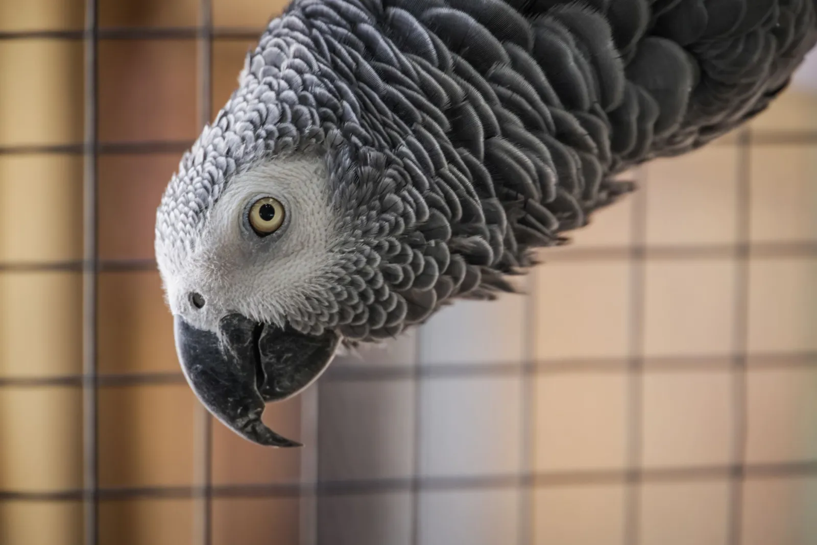 primo piano gabbia per uccelli