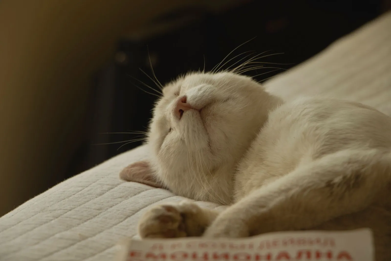 gatto che dorme in un letto accogliente