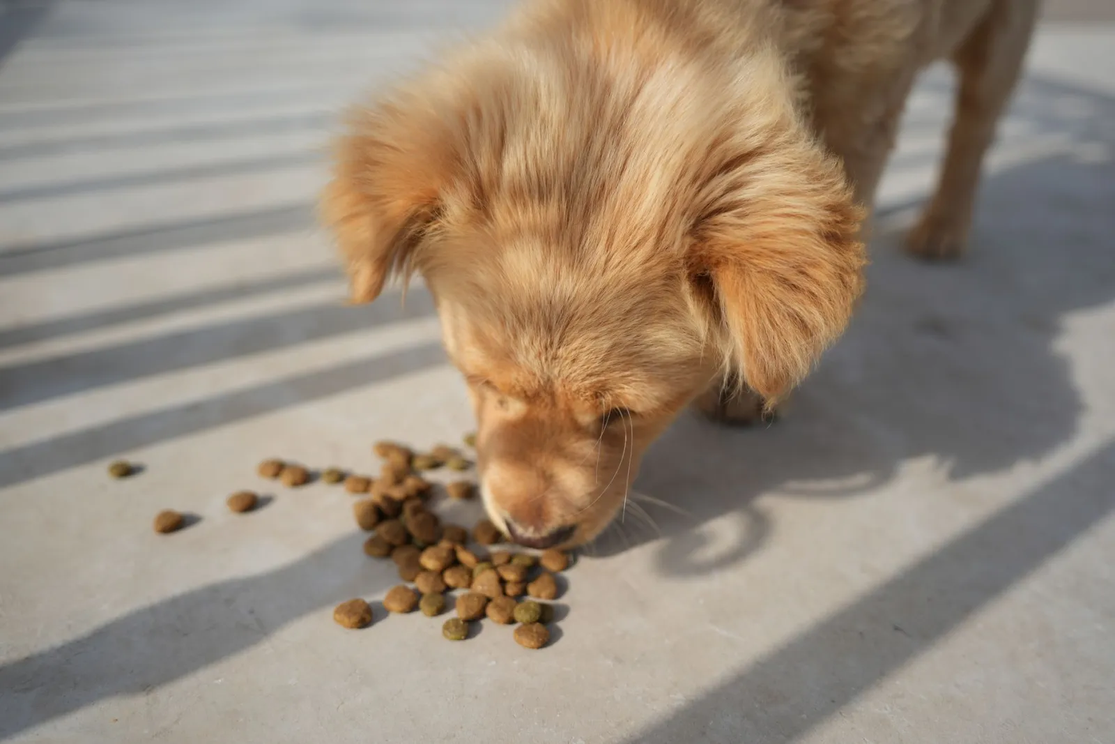 Cibo per cani: come scegliere il migliore per il tuo cane