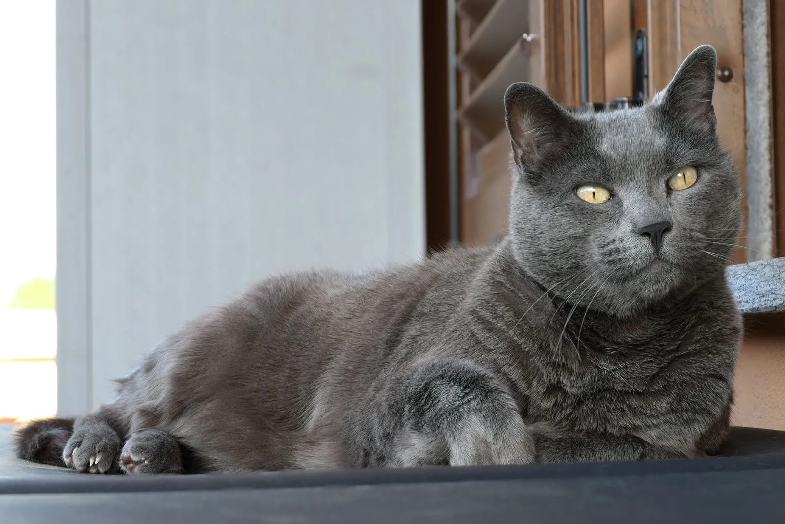 Che carattere ha il gatto certosino?