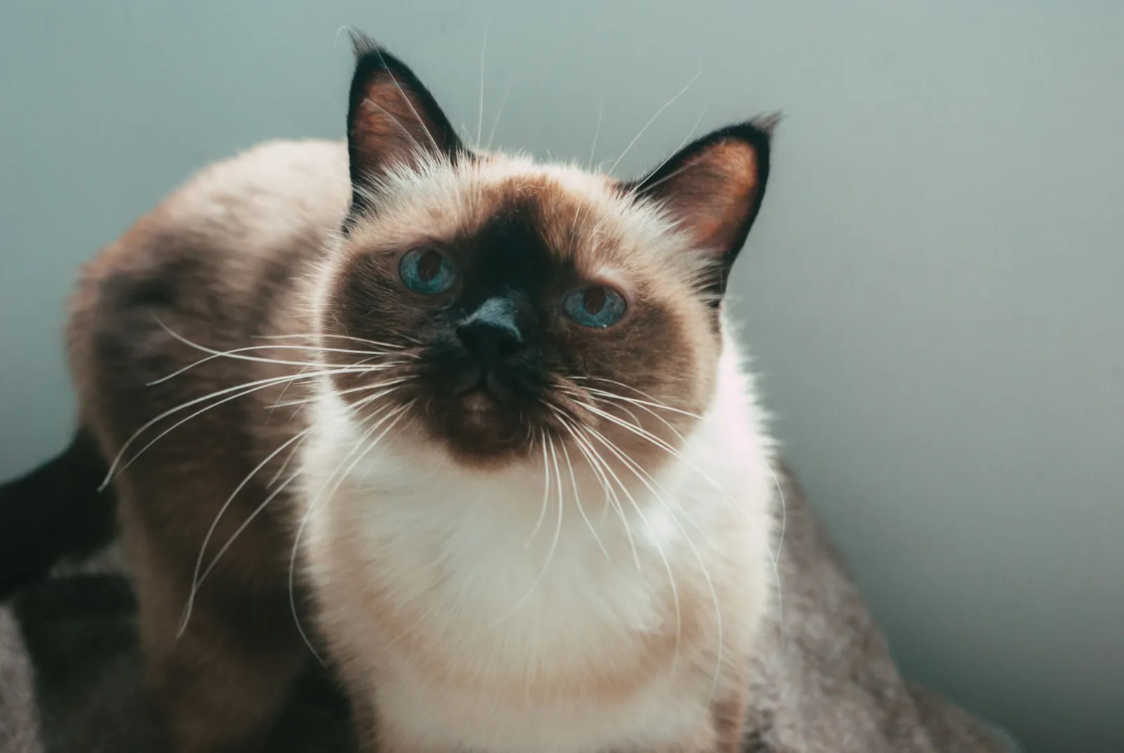ritratto di gatto siamese