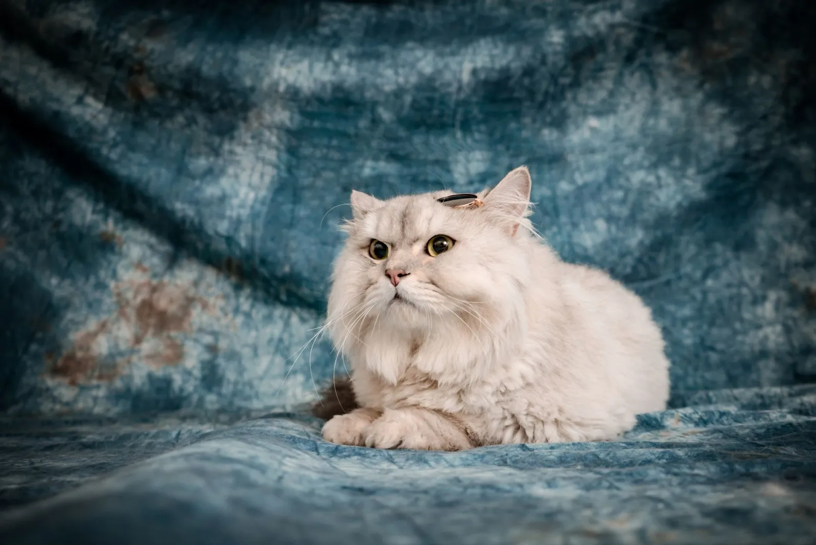 Ritratto di gatto persiano