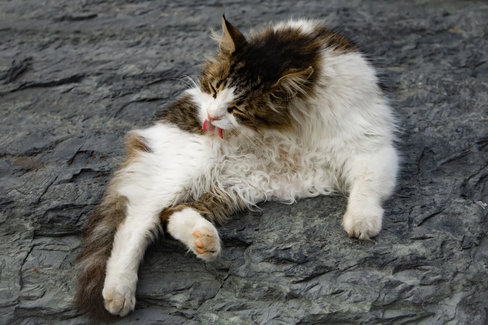 gatto che si pulisce